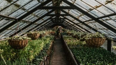axis growth opportunity analysis
