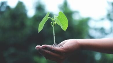 indian growth initiative mutf